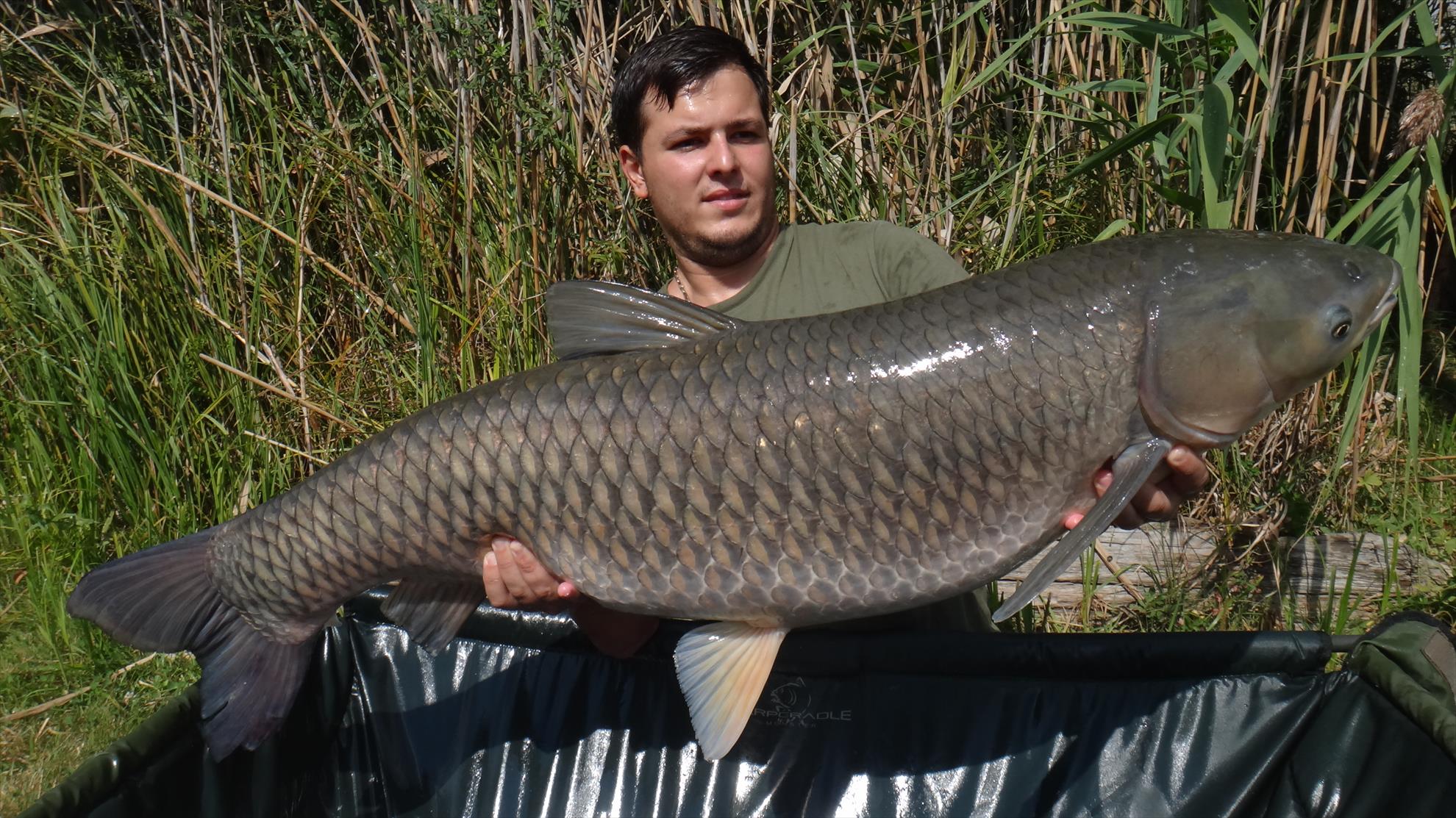 Poze - Cteno de 20,42kg prins la Tancabesti pe standul Stanga Salcie in data de 13 sept 2014